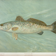 Illustration for article titled Fishes of North America That are Captured on Hook and Line